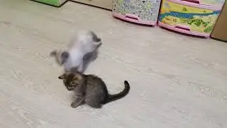 Британские и Шотландские котята, коты и кошки в продаже 89686112288.