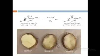 intro to browning reactions