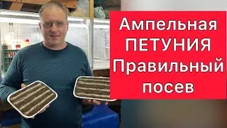 Ампельная петуния. Правильный посев