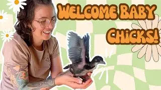 We Got New Baby Chickens! Sharing Our Life In Our Tiny House