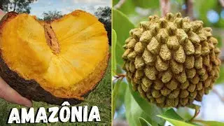 AS FRUTAS INCRÍVEIS BRASILEIRA NATIVAS DA AMAZÔNIA que você provavelmente nunca viu