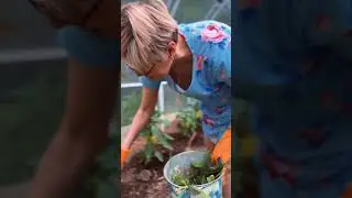 Теплица и помощники