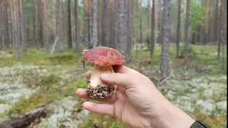 С девушкой в лес, разведка ягод и грибов
