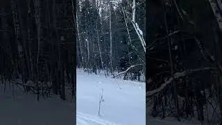 Лоси… смотались в свой любимы лог. 