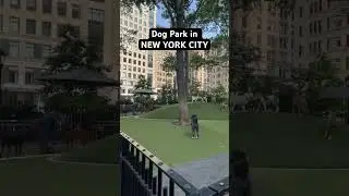 Dog Park in NEW YORK CITY 