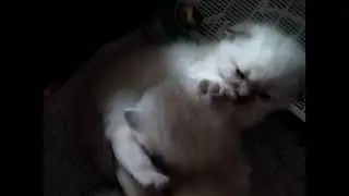 Кому не спится ночью