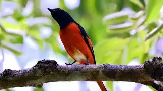 Bird Sounds