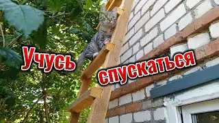 Помощник