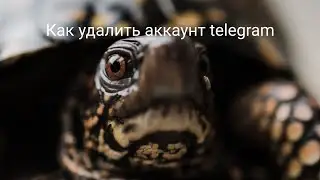 Как удалить аккаунт телеграм сразу, чтобы не ждать 1 месяц