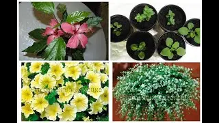 Пикировка петунии и бакопы.  Цветение гибискуса.