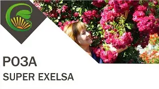 Роза Super Excelsa