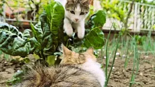 Cats Butt Wiggle and Pounce
