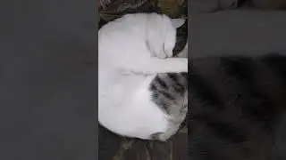 Мурзик проспал школу