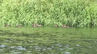 Танец маленьких утят.