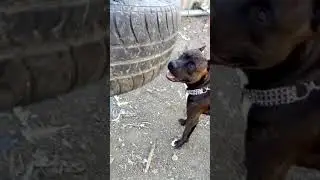 Питбуль