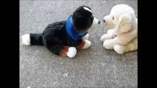 Webkinz Music Video: Beating Heart
