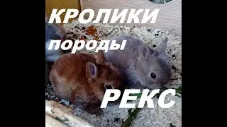 Крольчата породы рекс. Кролик карликовый баран. Кролиководство.