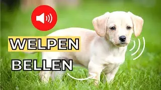 welpe bellen 🐶 welpe soundeffekte
