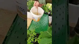 Ash + vinegar. Fertilizer. Top dressing.