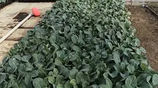 Капусты перед высадкой