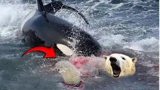 When A Polar Bear Meets Hungry Orca
