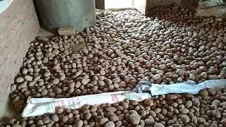 बीज का आलू 🥔🥔🥔🥔🥔🥔🥔🥔🥔