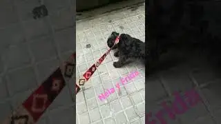 #dogs #perro #perros #divertido #stressout #happiness #caring#love  #shorts #cute #overloadcuteness
