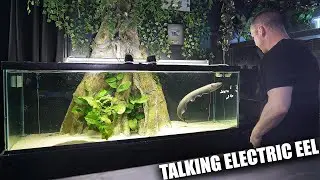 Electric eel SHOCKING sound!