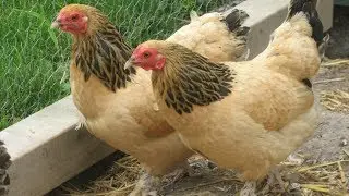 Brahma Chickens | Very Large Winter Hardy