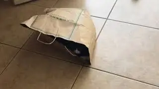 Gar tuxedo cat in a bag