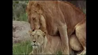 Любовь и секс в животном мире