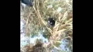 Боевой хомяк