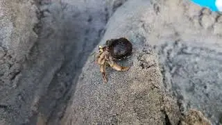 Hermit Crabs obstacle maze
