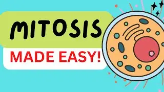 MITOSIS (CELL DIVISION) IN 3 MINUTES - STAGES: PROPHASE, PROMETAPHASE METAPHASE ANAPHASE TELOPHASE