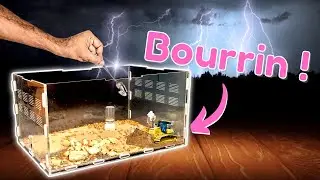 Mes fourmis se font bulldozer (pour la bonne cause) ! (Camponotus fedtschenkoi)