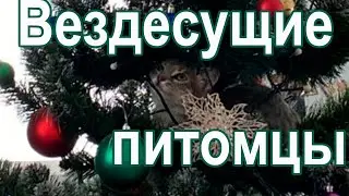 Вездесущие питомцы. Новогодняя веселая видео зарисовка.