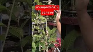 อย่างนี้นี่เองรากถึงไม่ยอมออก