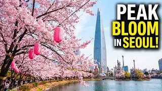 [4K] Cherry Blossom Festival by the Lakeside