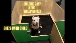 Building a dog whelping box for zoey