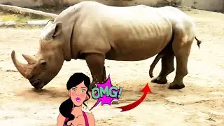 Black Rhinoceros Animal Funny Videos 2023