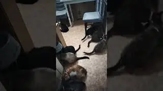 Котики кушают😺 #многокошек #котики #кошки