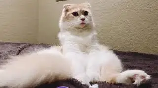 Pete The Scottishfold Cat Watching Brightburn | Safer At Home With Pets