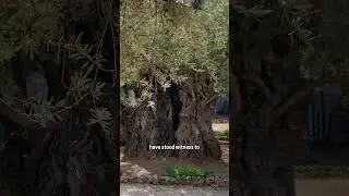 where JESUS prayed 🌿 #faith #prayer #Jesus #israel #holyland #wow #christian #bible #scripture