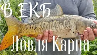 Ловля Карпа в окрестностях Екатеринбурга.