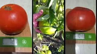 ТОМАТЫ - ГИГАНТЫ  ВЫРАСТАЮТ  В  ОТКРЫТОМ ГРУНТЕ  В СИБИРИ