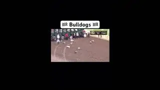 Big bad bulldogs sprinting #Shorts #FYP #GoViral #DogLover