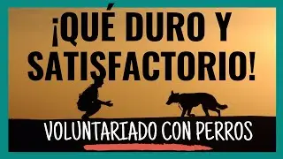 |ETAPA 7 | VOLUNTARIADO CON ANIMALES EN TAILANDIA