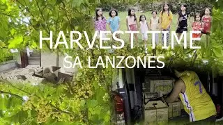 HARVEST TIME SA LANZONES  SWEET CAMIGUIN