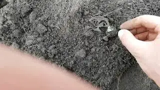 коп  лунница по культуре