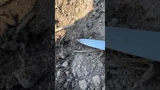 Доба після посіву. Сходам бути‼️ #claasaxion #kinze